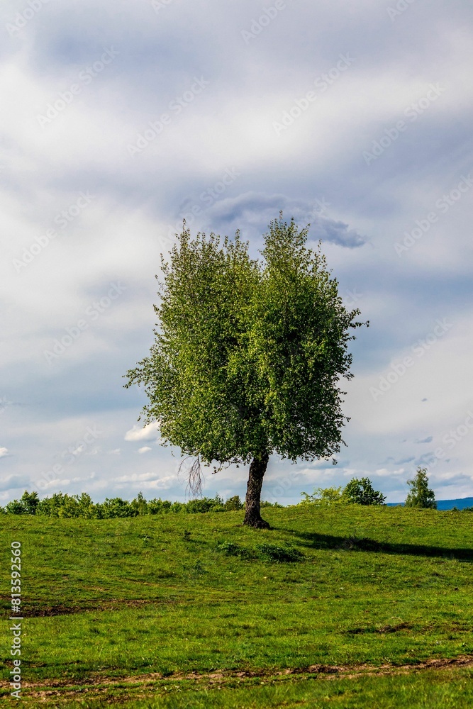 Beautiful shot of a lonely green tree in a field Beautiful shot of a lonely green tree in a field