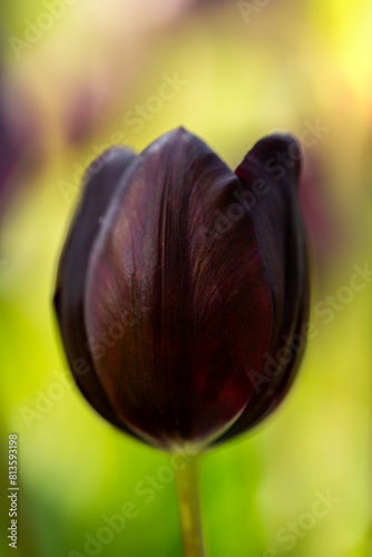 dark toned tulip in extreme close-up