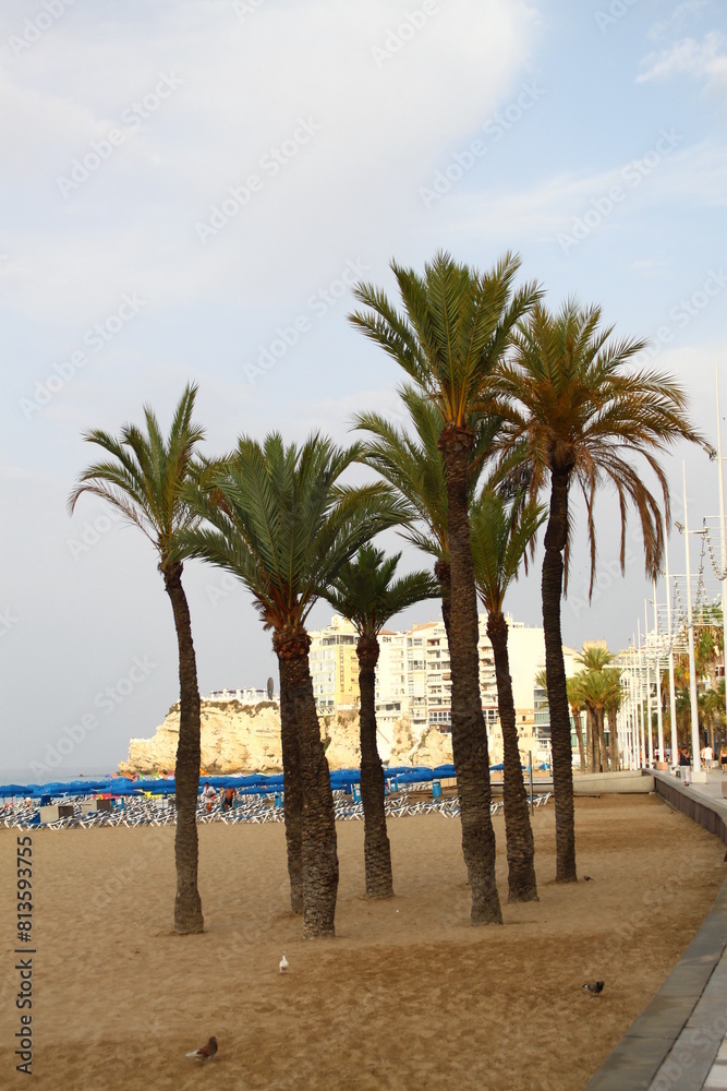 Fototapeta premium palmera