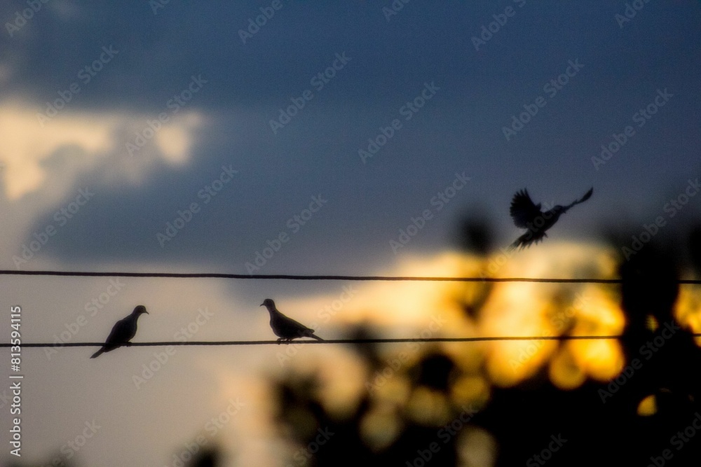 View of the birds on the wires in the evening View of the birds on the wires in the evening