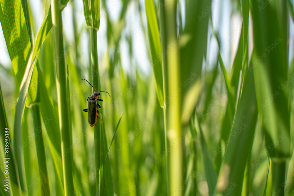 Gemeiner Weichkäfer im Gras Gemeiner Weichkäfer im Gras