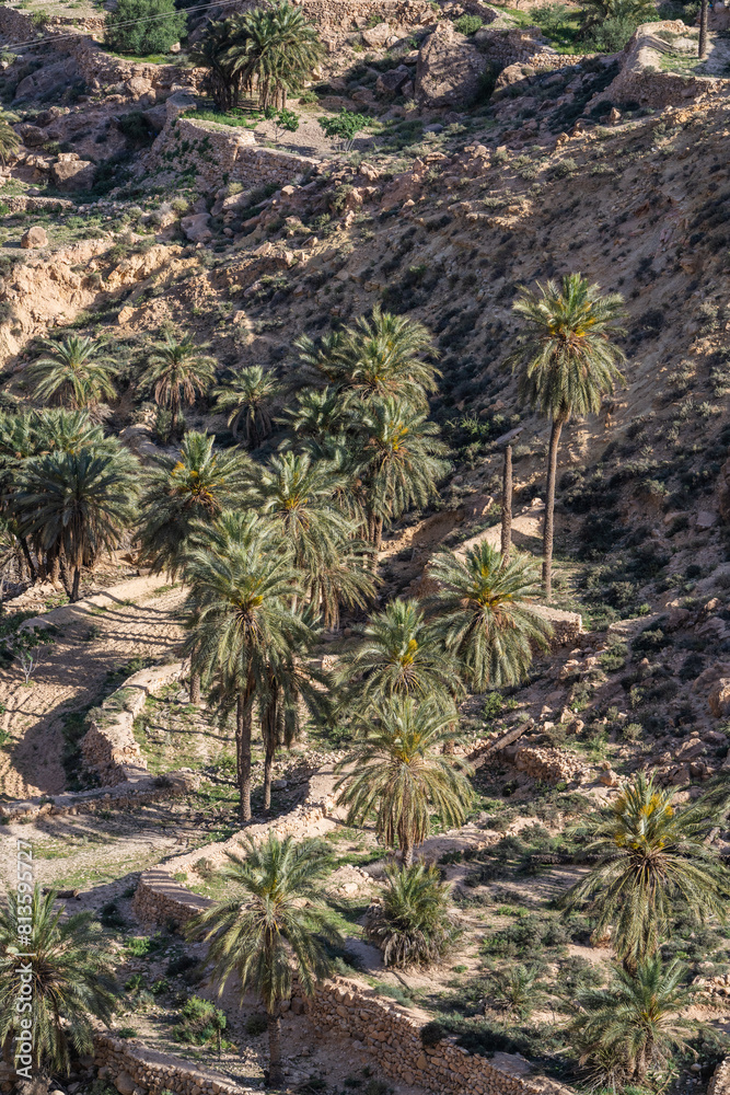 Dahar, southern Tunisian region, green after the rain