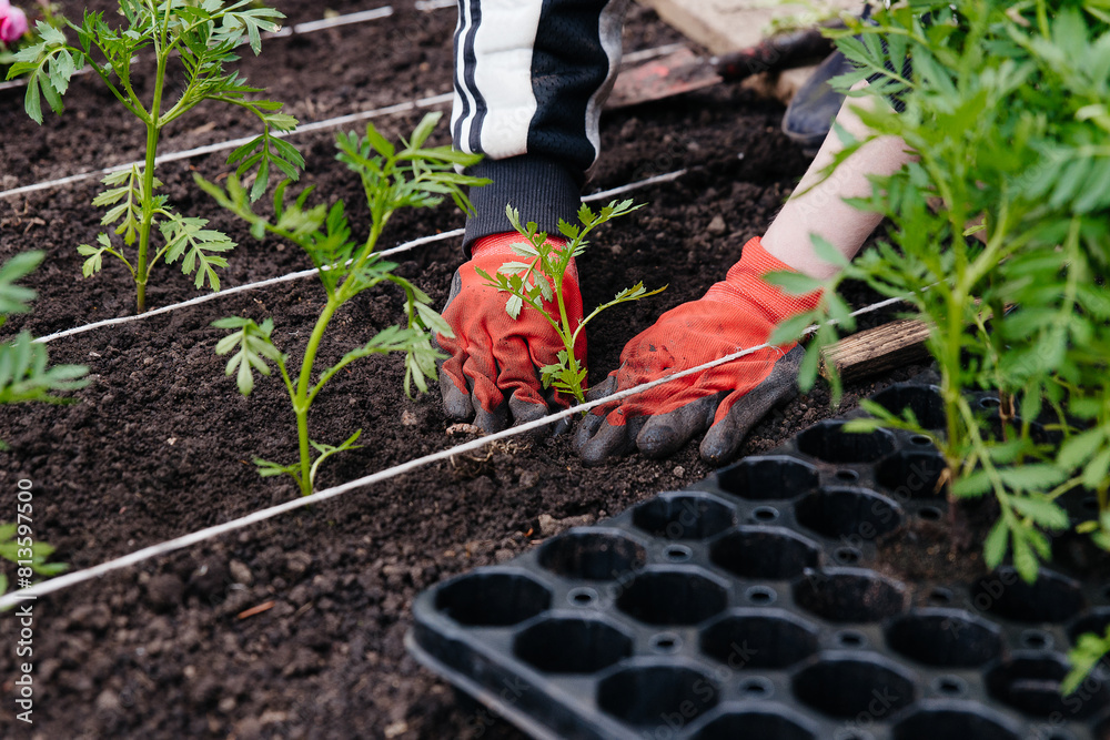 Fototapeta premium Spring landscaping in the parks. Professional gardener mass planting young marigold plants in rows.
