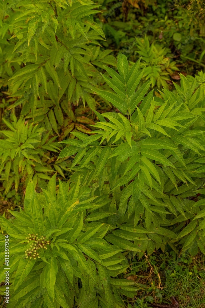 Vertical shot of a danewort (Sambucus ebulus) plant growing in the forest Vertical shot of a danewort (Sambucus ebulus) plant growing in the forest