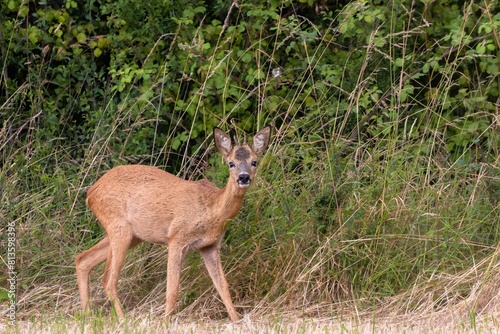 Fototapeta Naklejka Na Ścianę i Meble -  Deer in wilderness in summer