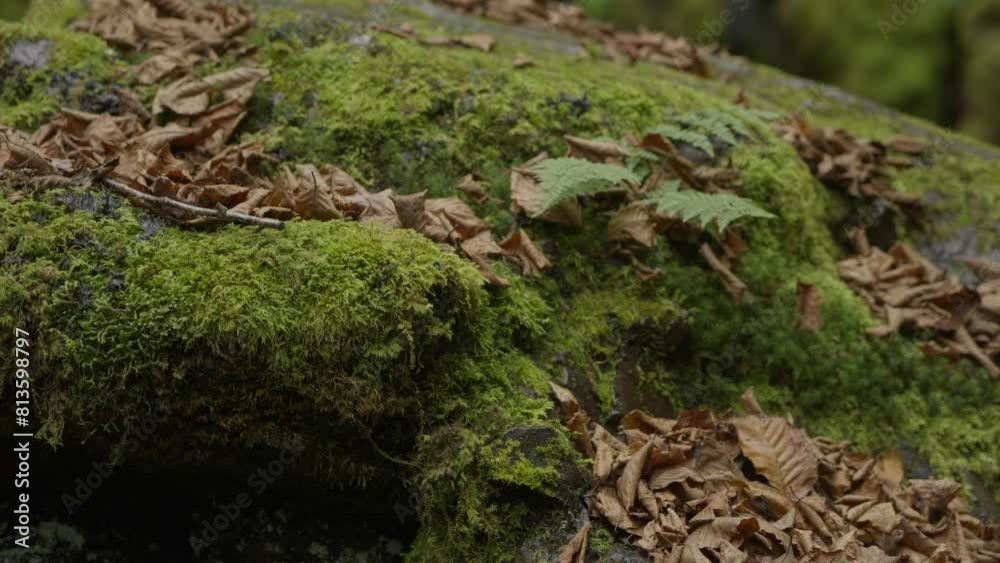Closeup shot of the dried autumn trees on the moss Closeup shot of the dried autumn trees on the moss