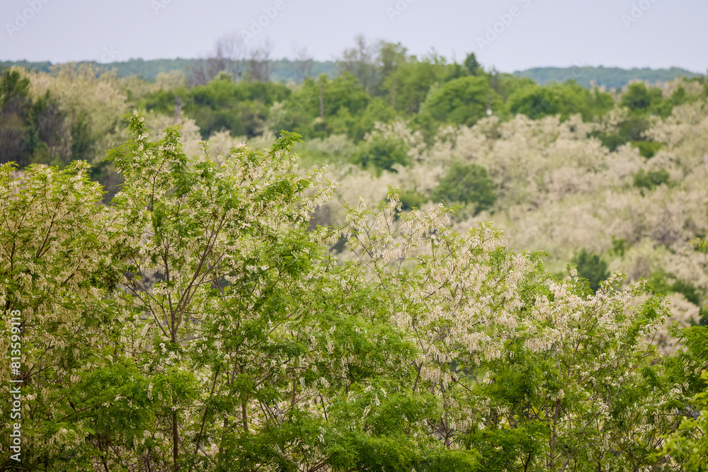 image of a forest of blossoming acacias image of a forest of blossoming acacias