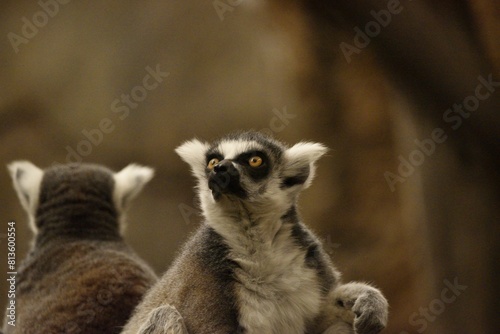 Portrait of ring-tailed lemurs in a zoo