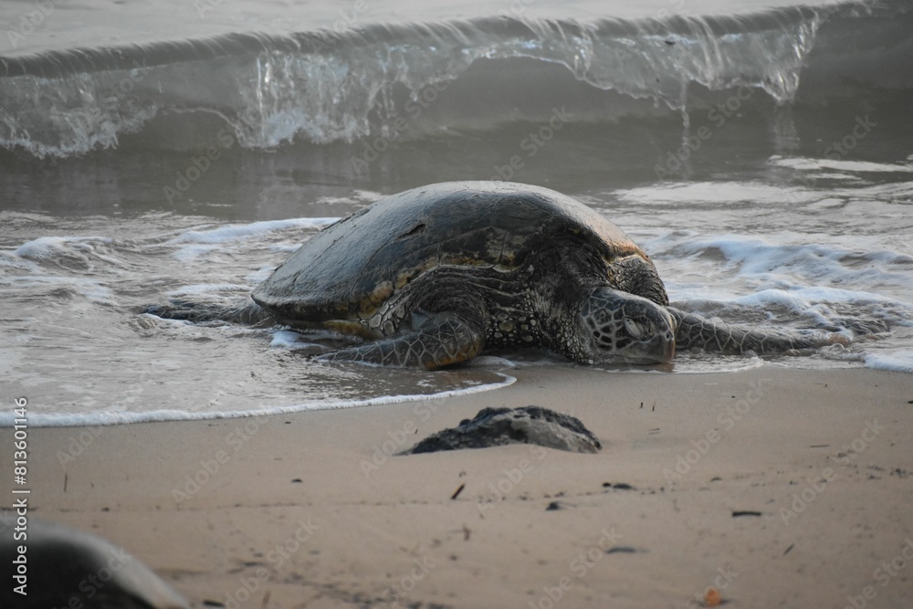 Fototapeta premium Sea turtle on a sandy beach.