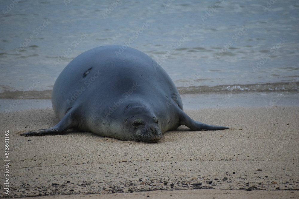 Obraz premium Seal lying on a sandy beach.