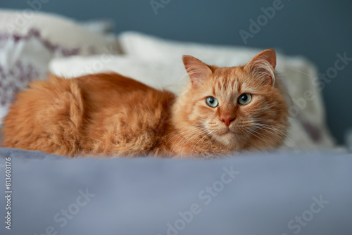 A red cat is lying on the bed in the bedroom