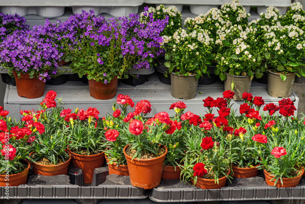 Flower seedlings in pots standing on shelves of flower center for sale. Home and garden landscaping Flower seedlings in pots standing on shelves of flower center for sale. Home and garden landscaping