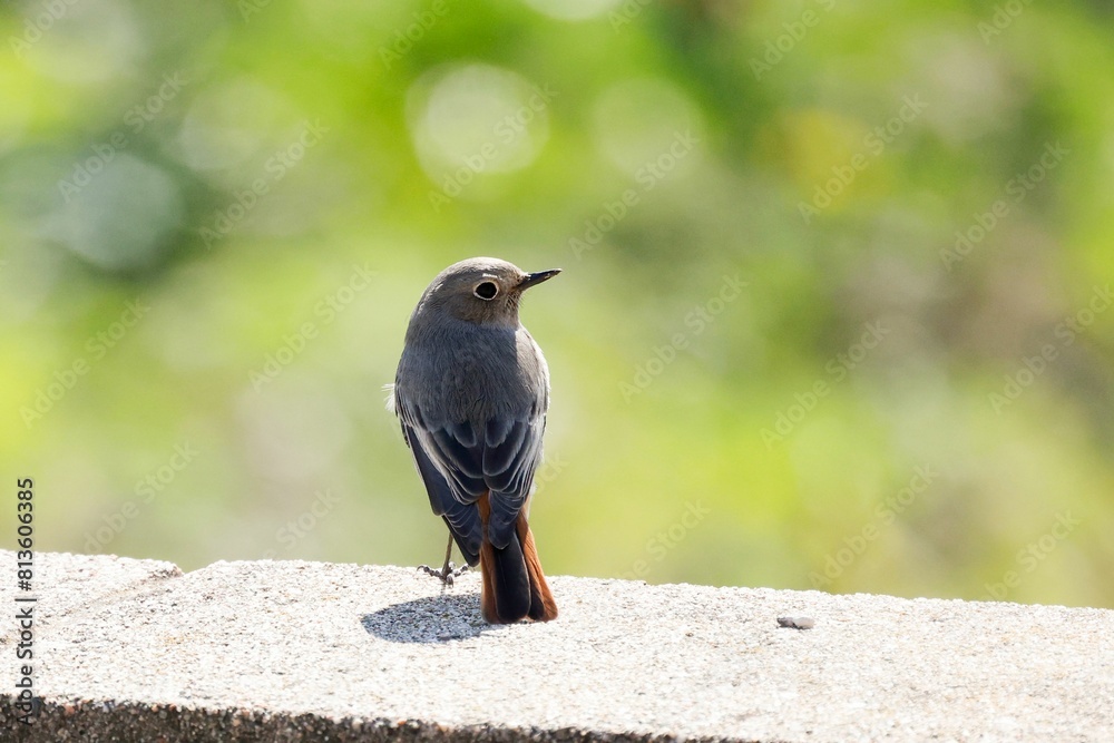 Obraz premium Black redstart (Phoenicurus ochruros) on a stone