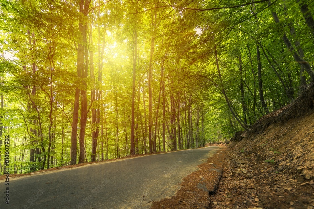 Fototapeta premium Beautiful shot of the sun shining through the trees in a forest