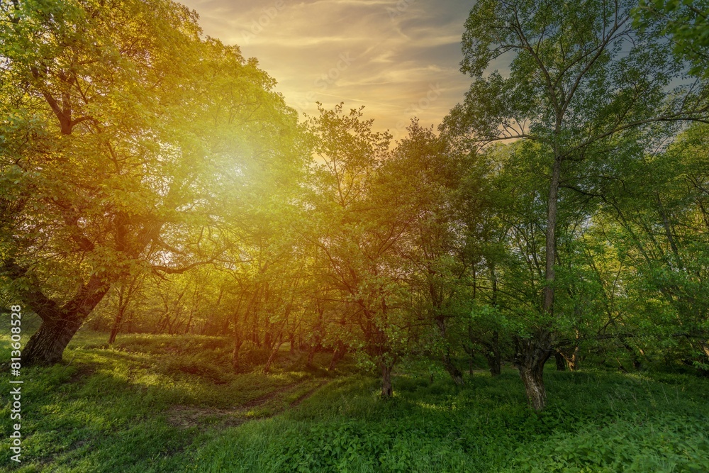 Beautiful shot of the sun shining through the trees in a forest Beautiful shot of the sun shining through the trees in a forest