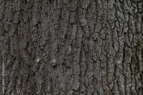 Bark Texture, Detailed Closeup of Tree Bark's Rough Surface