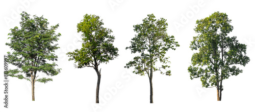 Foto Trees standing growth collections isolated on transparent backgrounds 3d renderi