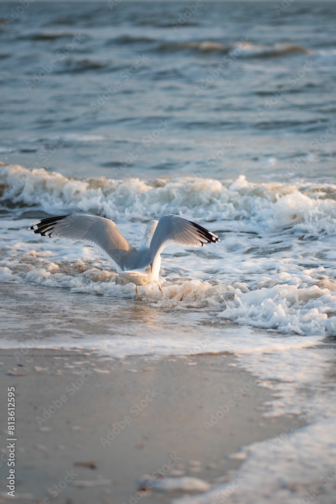 Naklejka premium Vertical shot of a seagull flying off from a seashore