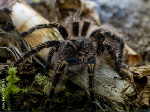 Macro shot of a Chaco golden knee (Grammostola pulchripes) photo