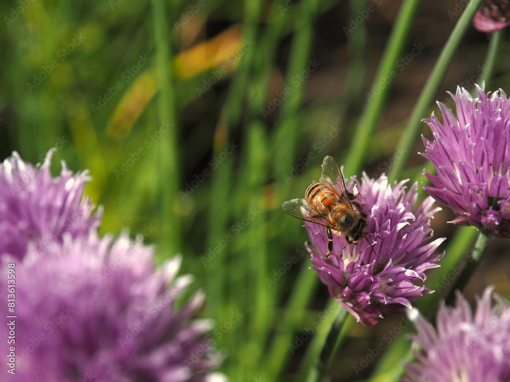 Flowering chive in a natural garden with a bee on a sunny day Flowering chive in a natural garden with a bee on a sunny day