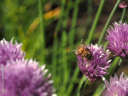 Flowering chive in a natural garden with a bee on a sunny day
