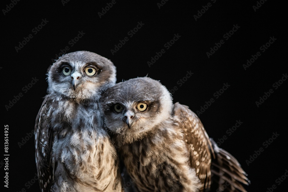 Obraz premium Closeup shot of two owls isolated on a black background