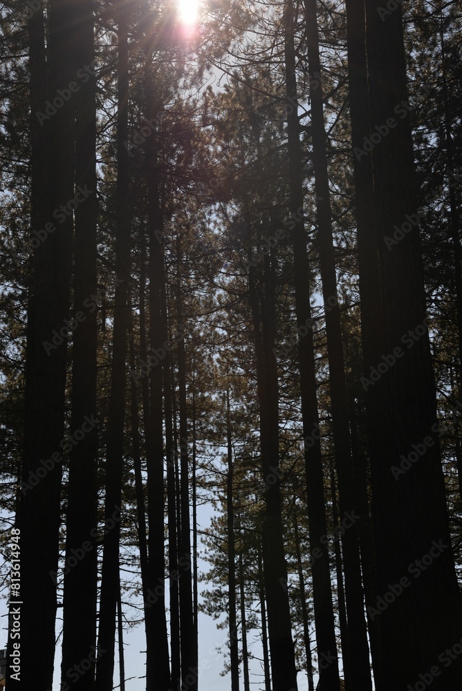 Low-angle shot of trees in a forest Low-angle shot of trees in a forest