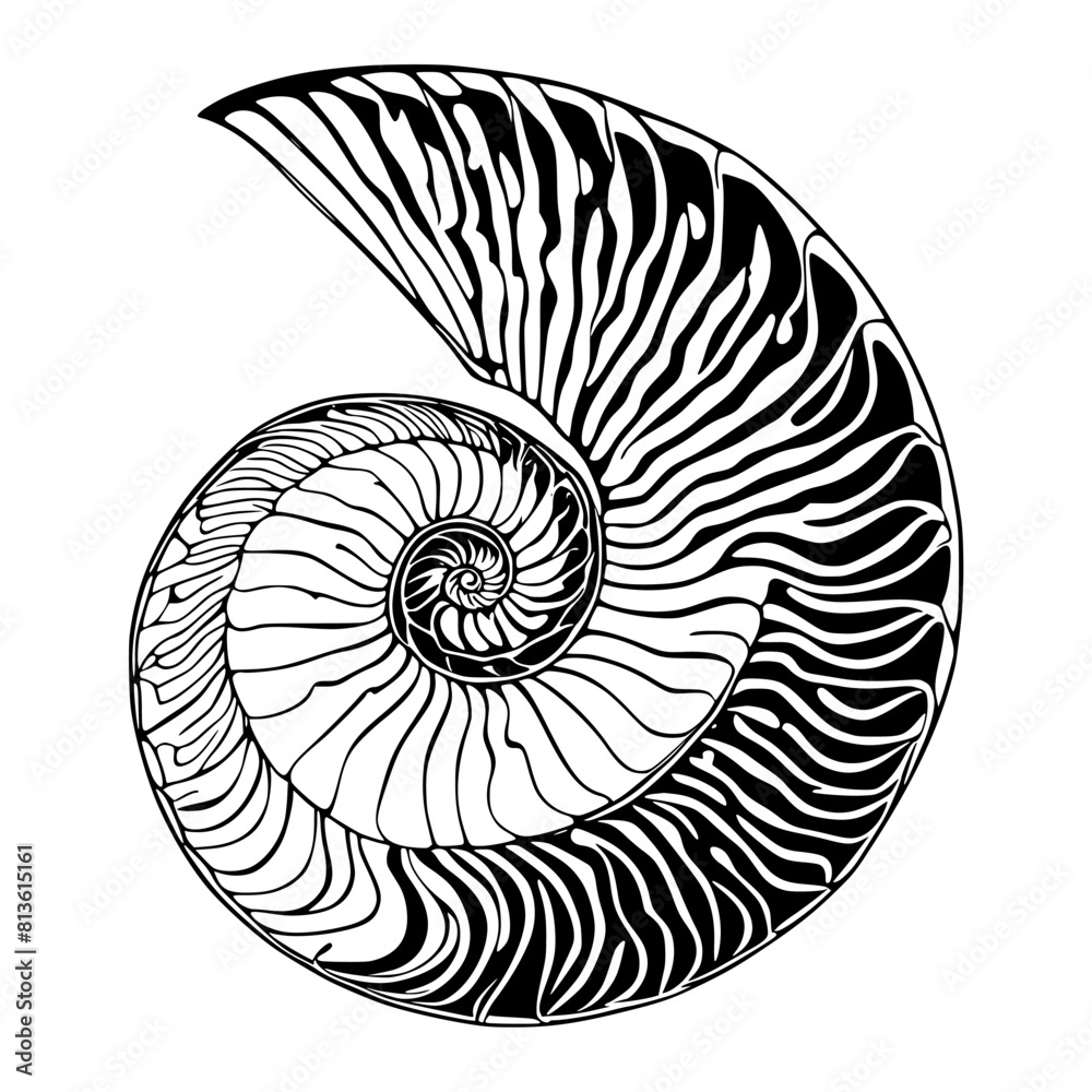 Obraz premium Vector illustration of a conch shell in a swirling design
