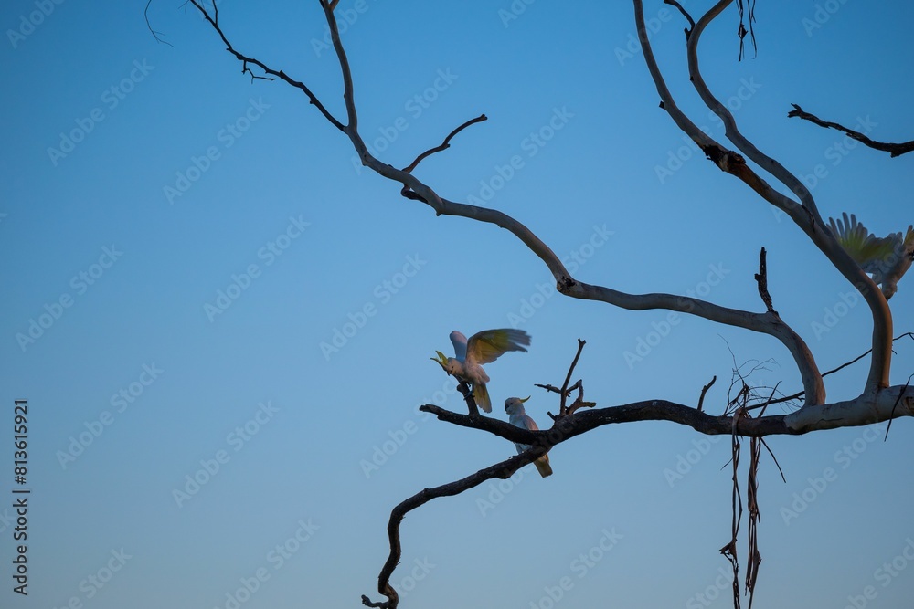 White parrots perched on a tree against a bright blue sky White parrots perched on a tree against a bright blue sky