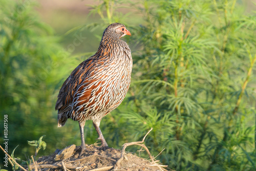 Red-necked Spurfowl (Francolinus afer) standing on high point, Serengeti national park, Tanzania
