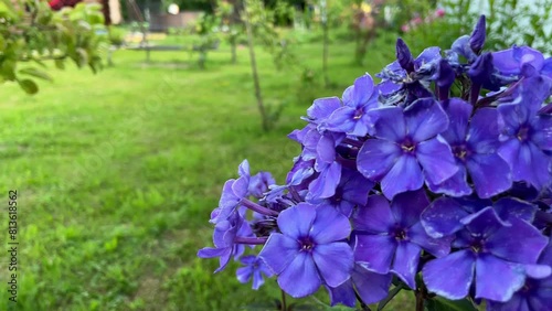 Garden purple phlox (Phlox paniculata), vivid summer flowers photo