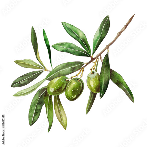 Wallpaper Mural green olive tree leaf's with green olives - 1 Torontodigital.ca