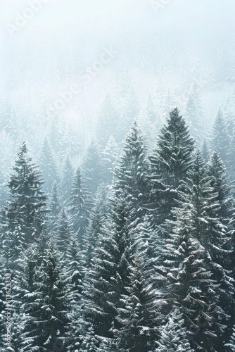 Capture the quiet beauty of a snow-covered evergreen forest, with tall trees standing tall against a backdrop of pristine white snow. The minimalist composition, with just the trees and snow.