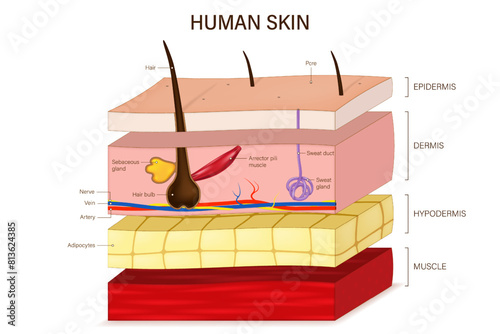 Human skin anatomy. Skin layers structure vector.  Epidermis, dermis, hypoderm and muscle tissue. Hair, Arrector pili muscle, sweat and sebaceous glands. photo