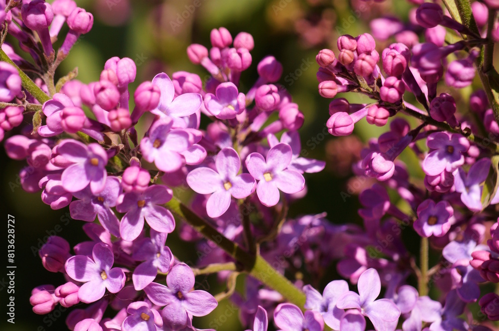 A blooming branch of lilac. It's springtime. Blossom. A blooming branch of lilac. It's springtime. Blossom.