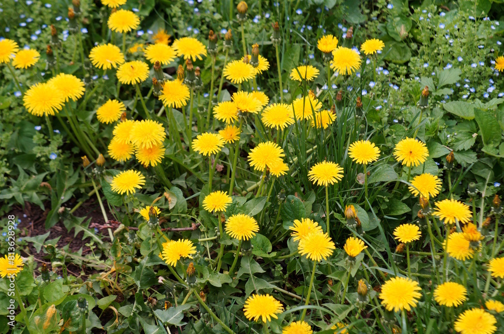 Yellow dandelions in the field. Spring flowers.