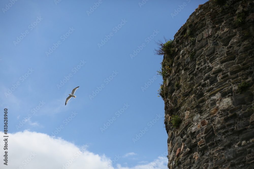 Gull soars above a stone building against a blue sky Gull soars above a stone building against a blue sky