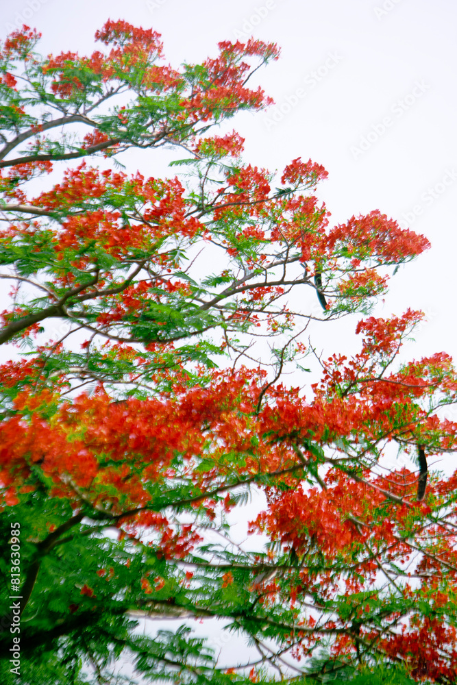 the seeds of Royal poinciana are very fleshy and delicious. eaves of Royal poinciana have a feather-like appearance and a characteristic bright, pale green color the seeds of Royal poinciana are very fleshy and delicious. eaves of Royal poinciana have a feather-like appearance and a characteristic bright, pale green color