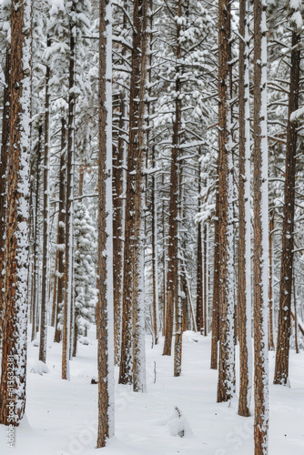 Capture the quiet beauty of a snow-covered evergreen forest, with tall trees standing tall against a backdrop of pristine white snow. The minimalist composition, with just the trees and snow.