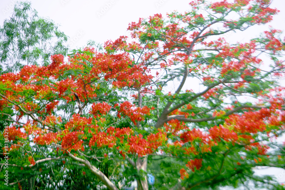 Royal poinciana the fifth petal grows straight,Royal poinciana a little larger than the other 4 and mottled with color.Royal poinciana is white/yellow or orange Royal poinciana the fifth petal grows straight,Royal poinciana a little larger than the other 4 and mottled with color.Royal poinciana is white/yellow or orange