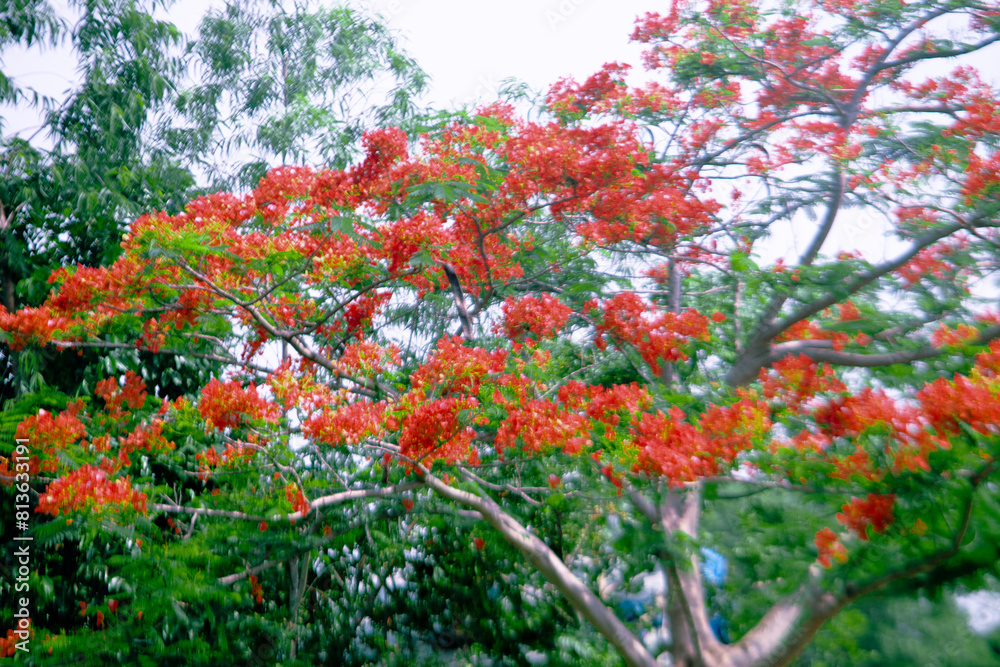 Royal poinciana the fifth petal grows straight,Royal poinciana a little larger than the other 4 and mottled with color.Royal poinciana is white/yellow or orange Royal poinciana the fifth petal grows straight,Royal poinciana a little larger than the other 4 and mottled with color.Royal poinciana is white/yellow or orange