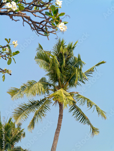  Frangipani und Palmen am Strand in Thailand