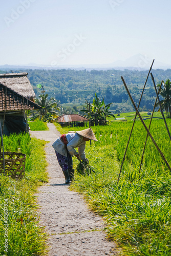 Farmer Working In Jatiluwih Rice Paddies, Bali, Indonesia