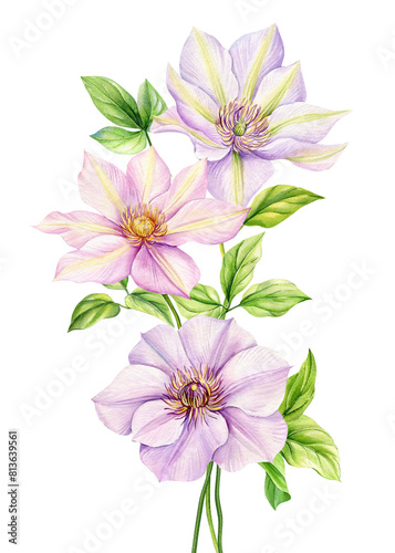 Pink Flower  isolated white background  watercolor illustration botanical painting  clematis flowers Flora greeting card