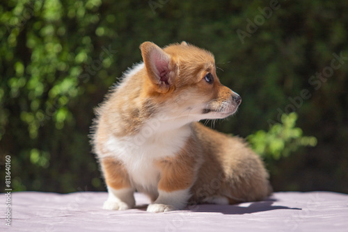 Welsh Corgi Pembroke puppy against a green background