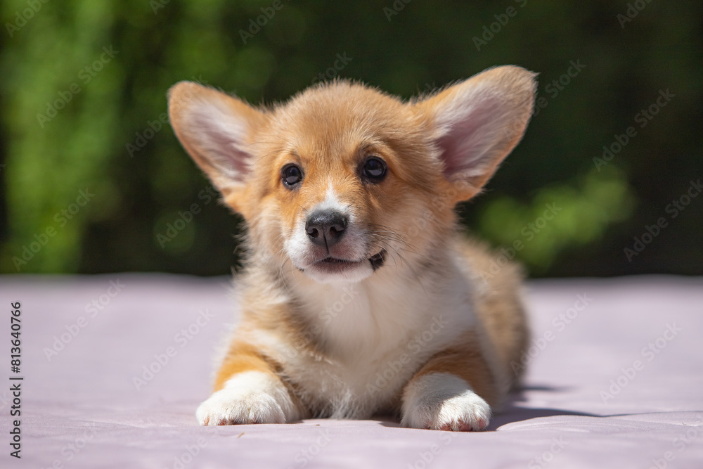 Welsh Corgi Pembroke puppy against a green background Welsh Corgi Pembroke puppy against a green background