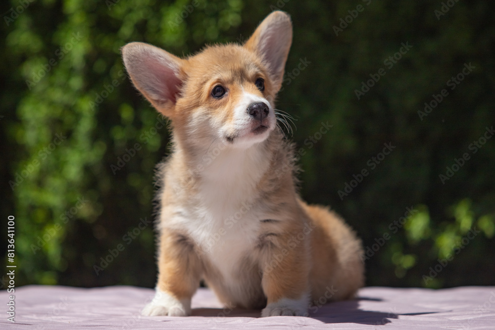 Welsh Corgi Pembroke puppy against a green background Welsh Corgi Pembroke puppy against a green background