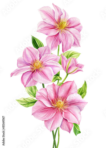 Pink Flower, isolated white background, watercolor illustration botanical painting, clematis flowers Flora greeting card © Hanna