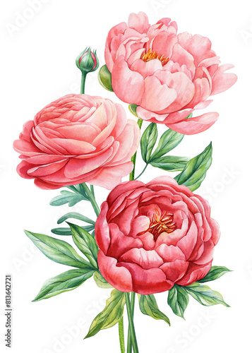 Set peonies, rose, ranunculus. Beautiful flower on isolated white background, watercolor illustration botanical painting