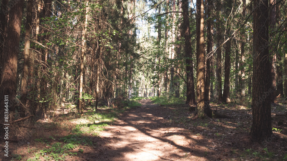 Fototapeta premium forest path summer day